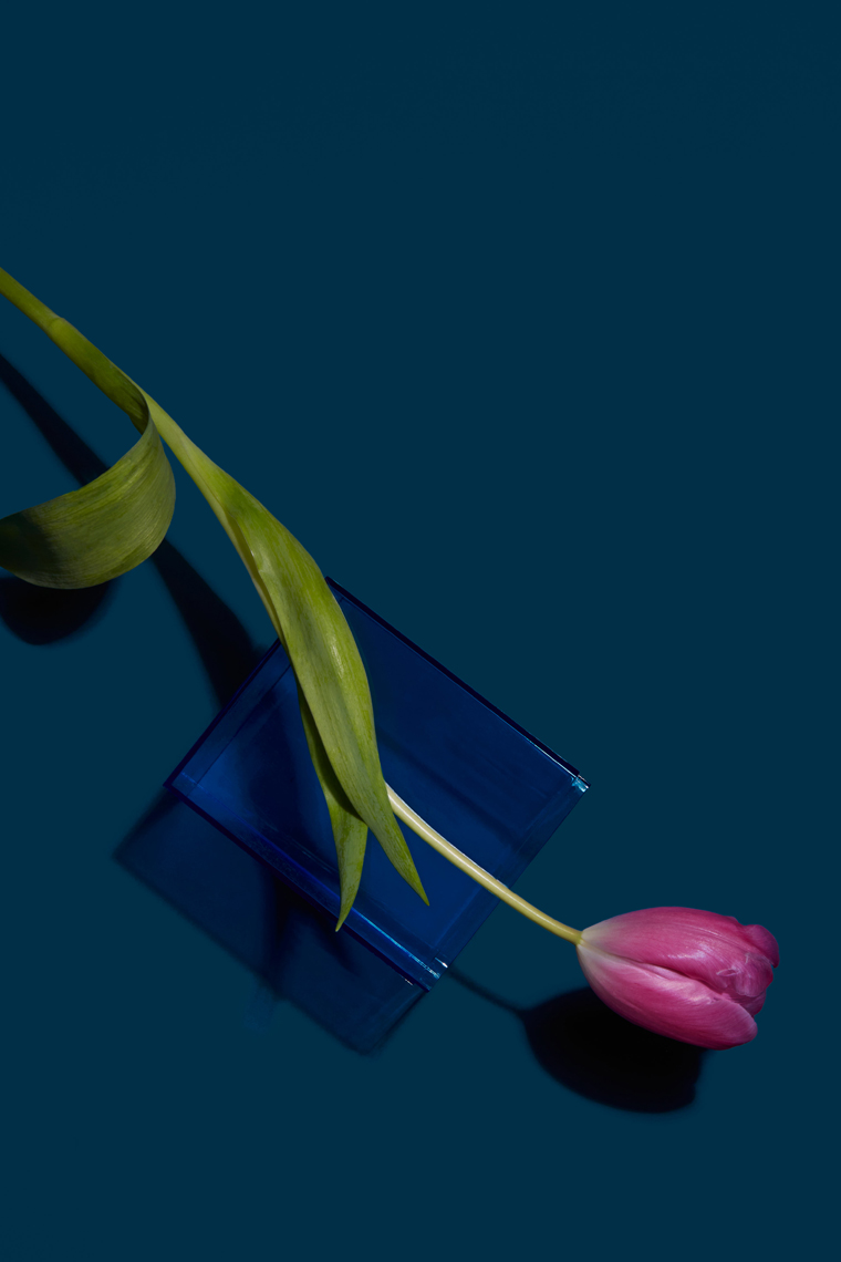 Tulip on blue, tabletop photography